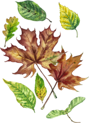 осенние листья