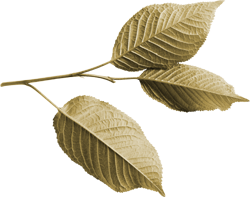 осенний лист