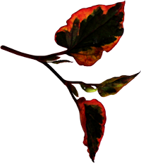 осенний лист