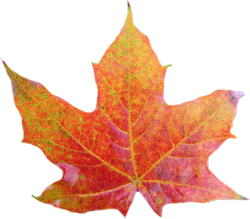 кленовый лист