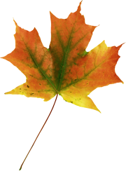 кленовый лист