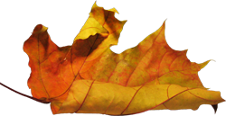 кленовый лист