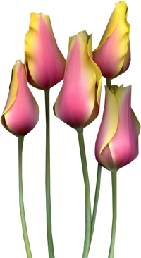 pink Tulip