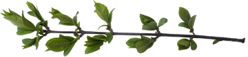 ветка с листьями клипарт