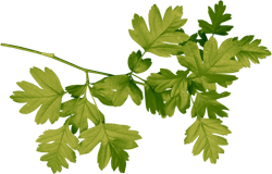 ветки с листьями