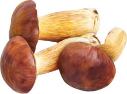 настоящие грибы