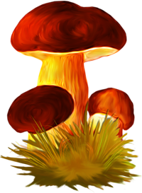 настоящие грибы