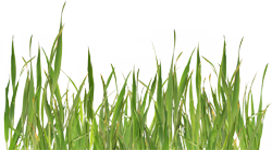 травинки