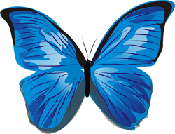 синия бабочка