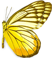 желтая бабочка
