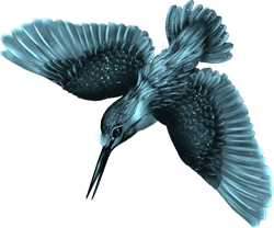 колибри