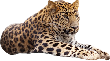 гепард, леопард