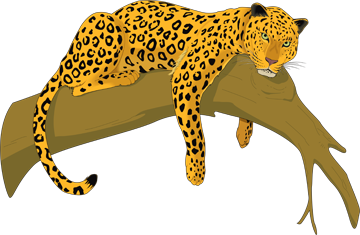 гепард, леопард