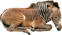зебра