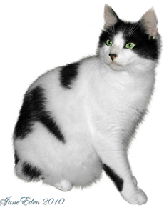 черно-белые кошки
