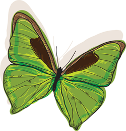 зеленые бабочки
