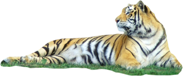 лежащий тигр