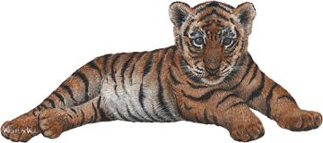 тигр лежащий
