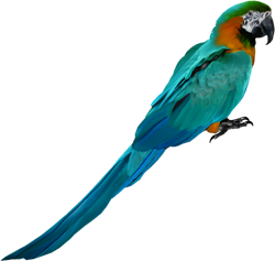 blue parrots