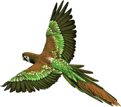 the green parrot