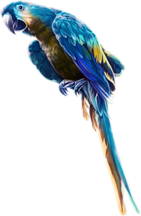 голубые попугаи
