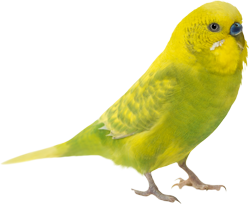зеленый попугай