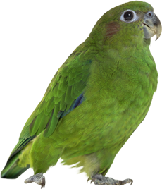 зеленый попугай