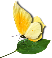 бабочка на листике