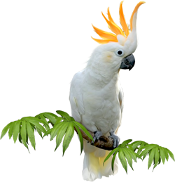 белый попугай