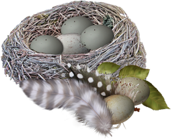 гнездо с яйцами