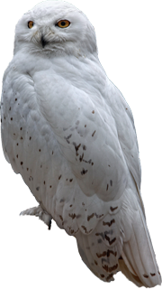 белая сова