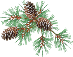 pine branch with cones