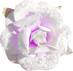 замороженная роза