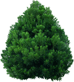 туя, пихта, можжевельник