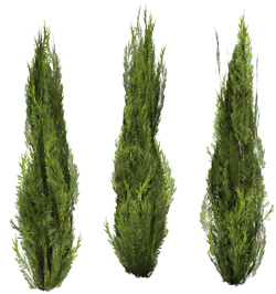 туя, пихта, можжевельник