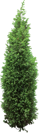 туя, пихта, можжевельник