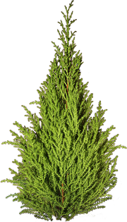 туя, пихта, можжевельник