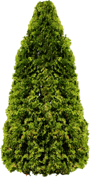 туя, пихта, можжевельник