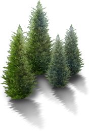 туя, пихта, можжевельник