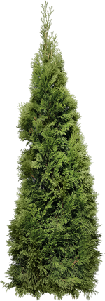 туя, пихта, можжевельник