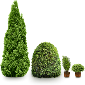 туя, пихта, можжевельник