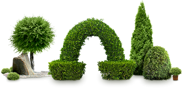 туя, пихта, можжевельник