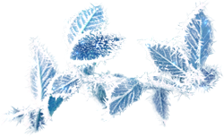 заснеженная ветка