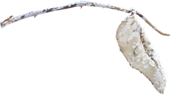 заснеженная ветка