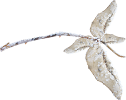 заснеженная ветка