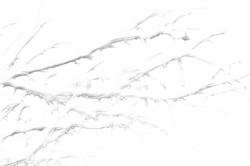 заснеженная ветка