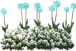 голубые тюльпаны