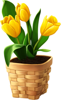 yellow Tulip