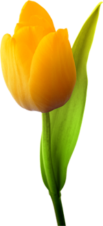 yellow Tulip