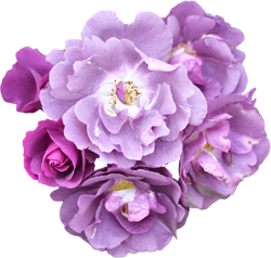 фиолетовые розы